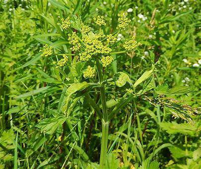 можно ли прокалывать пузырь от ожога борщевиком