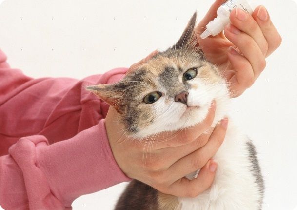 Капли в уши при отите для кошек