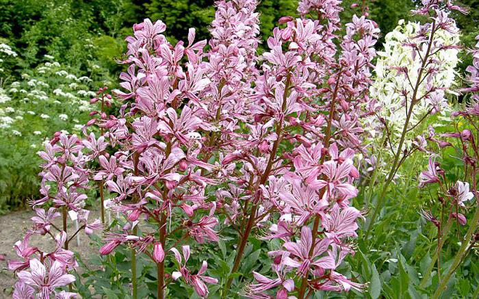 ожоги ядовитыми растениями