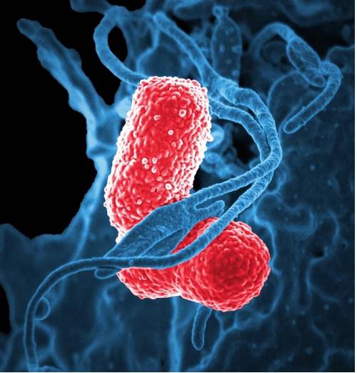 Антибиотики от пневмонии у взрослых цены