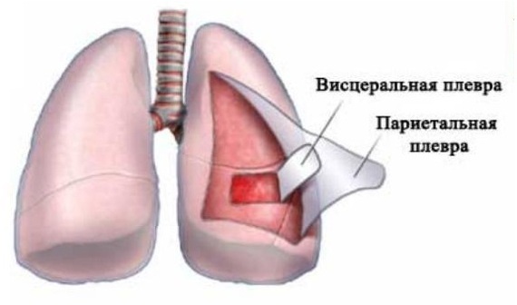 строение плевры