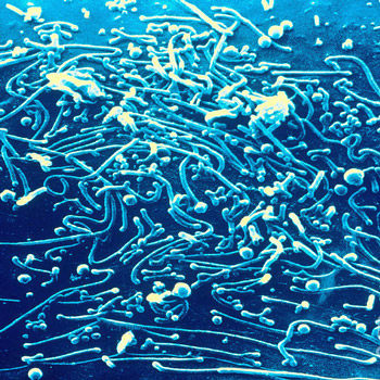 Анализ крови при микоплазменной пневмонии