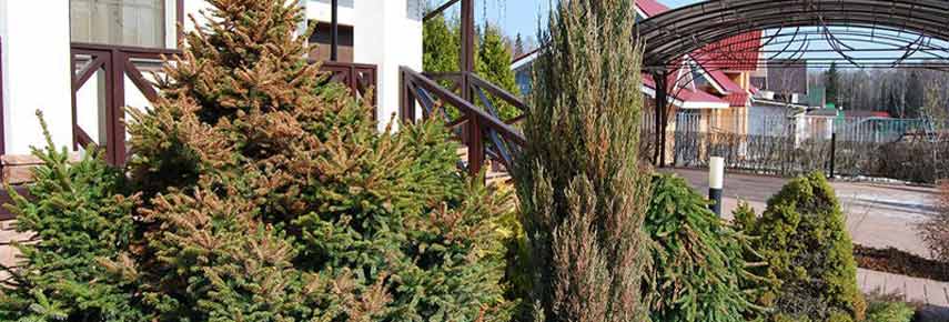 Как помочь хвойникам и уберечь их от обгорания