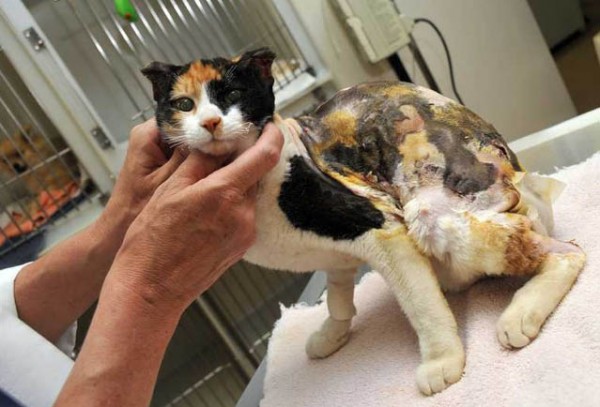 Первая помощь при ожогах кошке