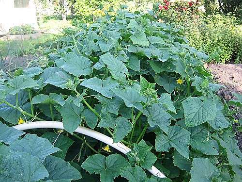 болезни огурцов