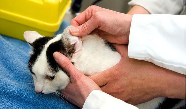 Отит у кошки - первичные факторы