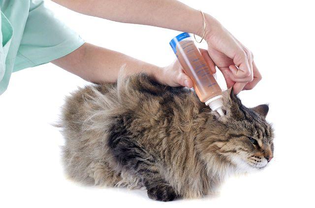 Отит у кошки - лосьон