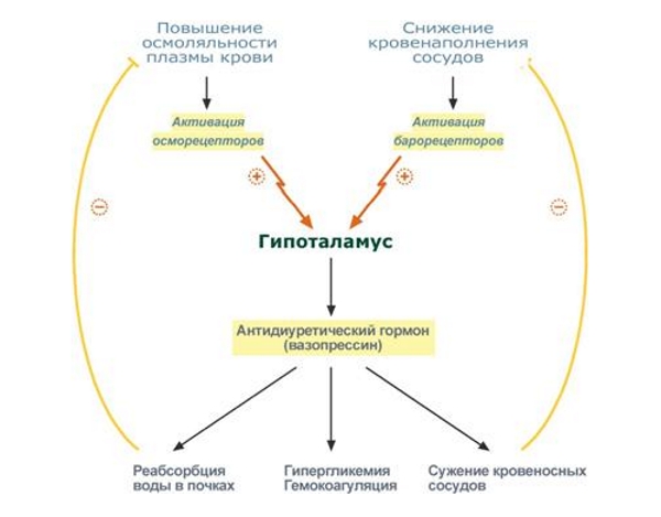 Действие вазопрессина на почки Действие вазопрессина на почки