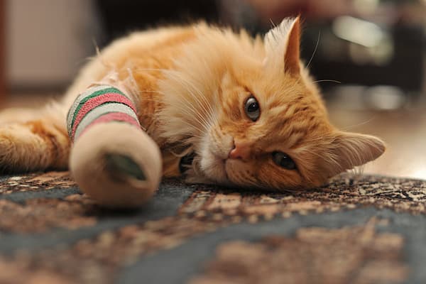 Зеленка для лечения ран у кота