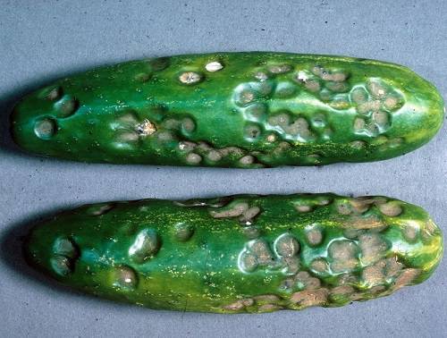 болезни огурцов