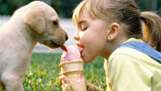 какие заразные болезни бывают у собак