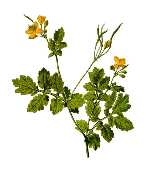 Пятна в виде ожогов фото