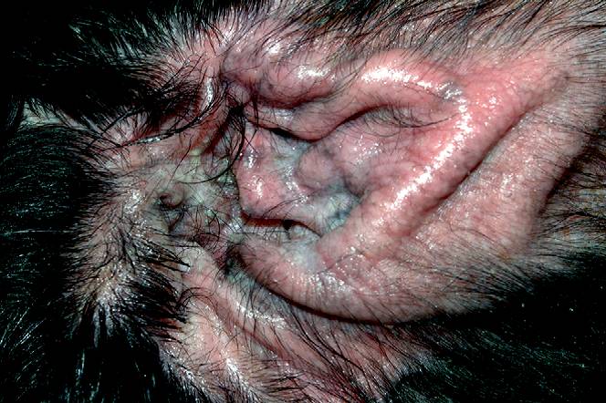 Почему у собак бывает отит