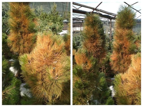 Пострадавшим от ожогов хвойным растениям необходима реанимация