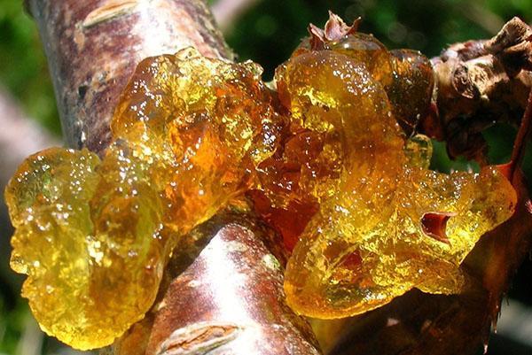 гоммоз вишни