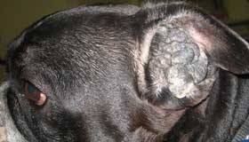 Почему у собак бывает отит