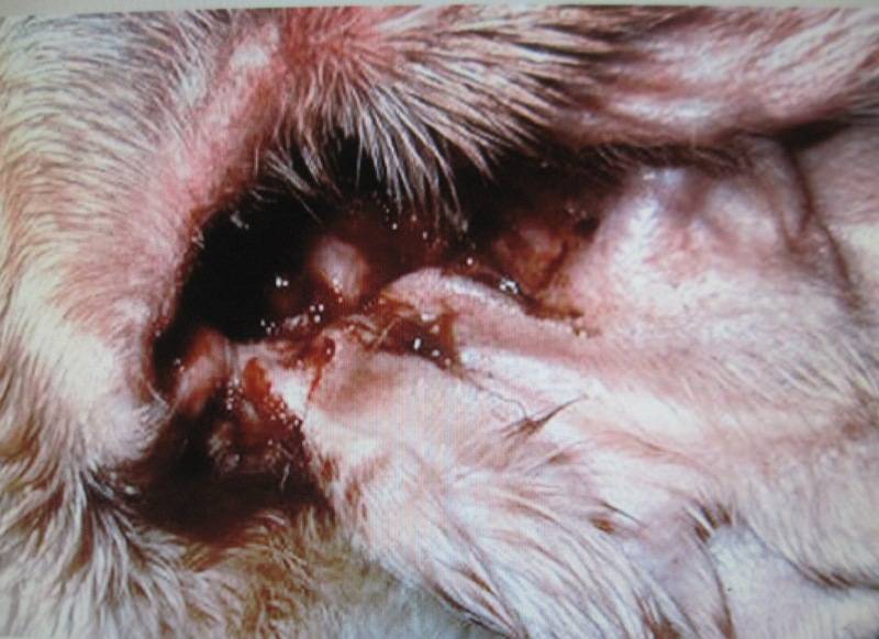 Почему у собак бывает отит