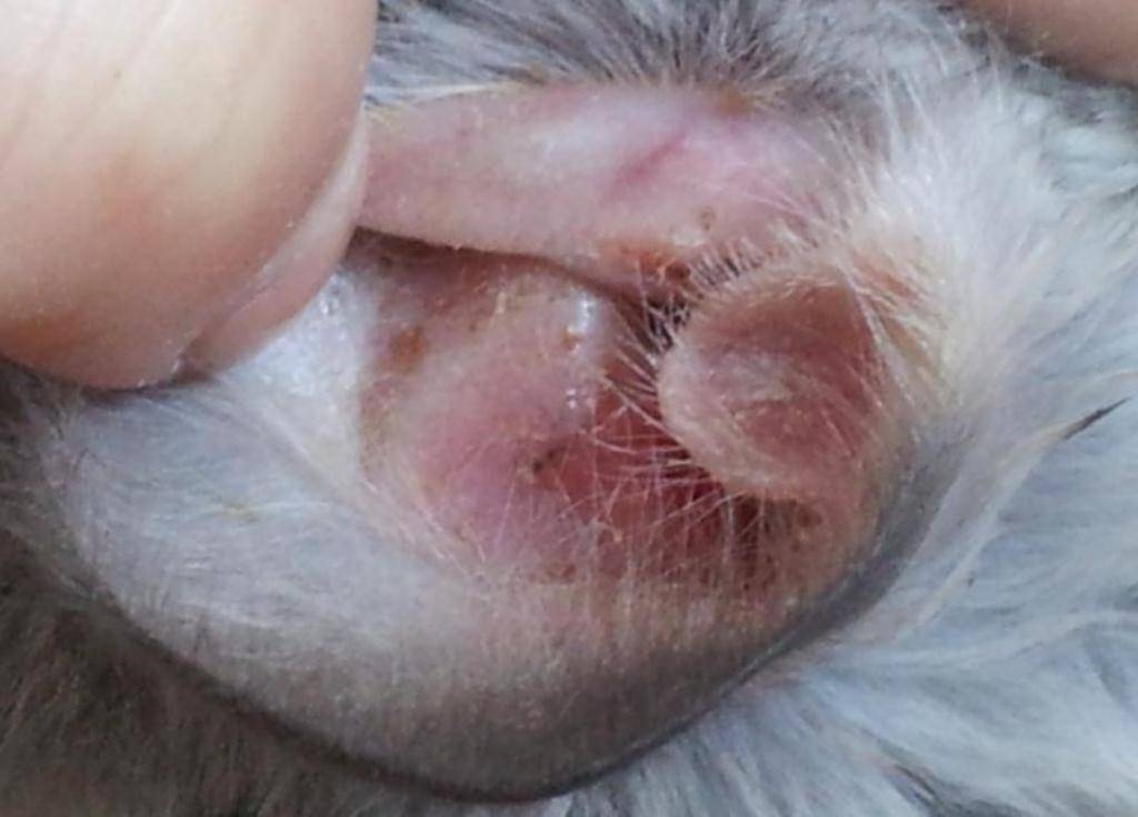 Препарат для лечения отита у кошки