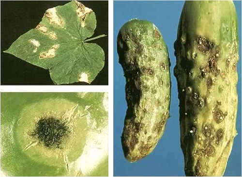 болезни огурцов