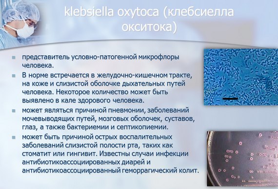 Клебсиелла окситока Клебсиелла окситока