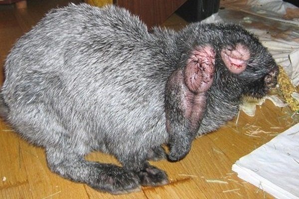 Отит внутреннего уха у кролика