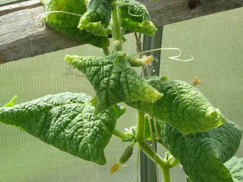 болезни огурцов