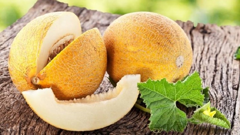 Можно ли есть дыню при подагре и чем она полезна