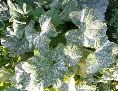 болезни огурцов