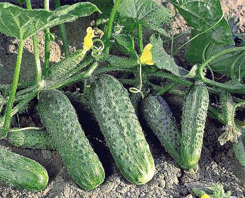 болезни огурцов