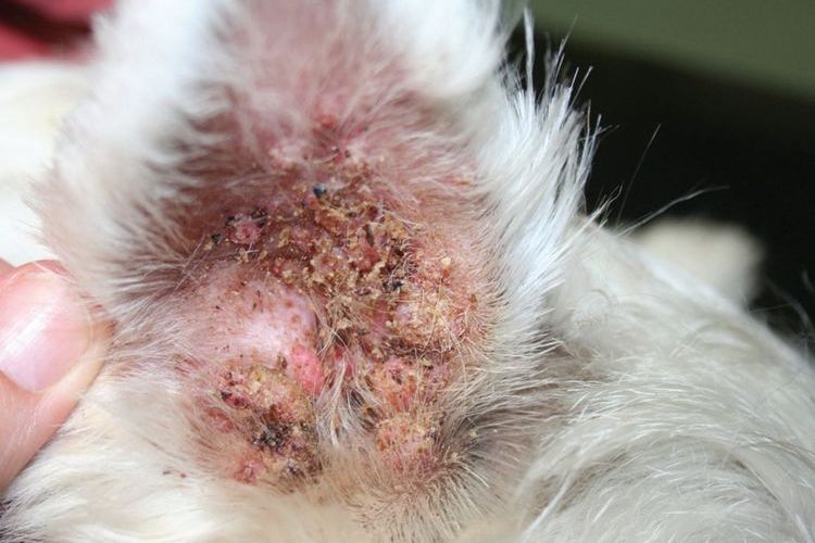 Как выглядит отит у собаки