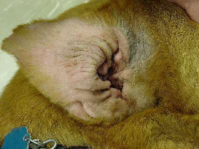 Отит у собаки и его лечение