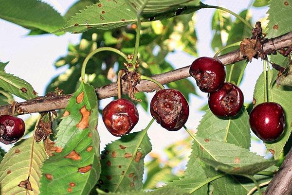 поражено дерево