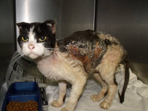 Первая помощь при ожогах кошке