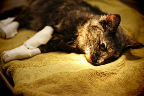 Первая помощь при ожогах кошке