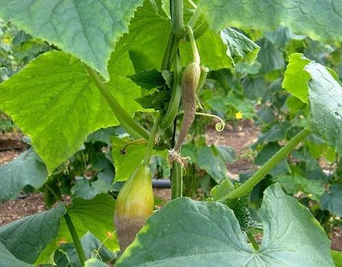 болезни огурцов