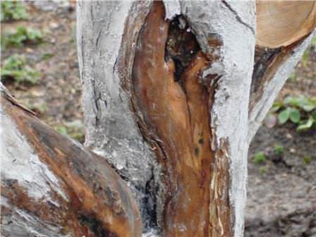 Солнечные ожоги – настоящий бич деревьев